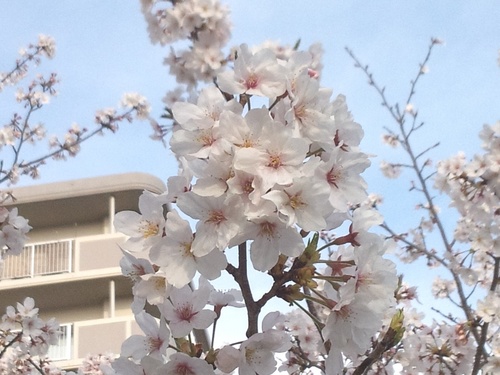 近所の桜.jpg